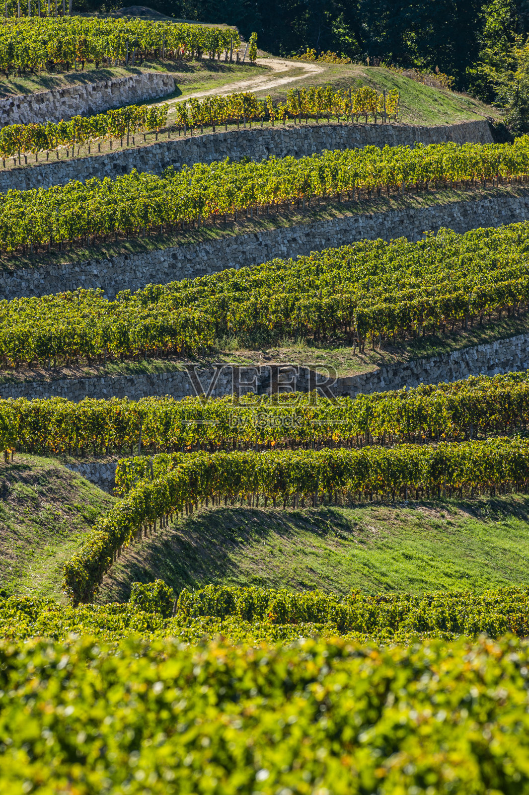 圣愛美濃葡萄園,波爾多葡萄園,梯田葡萄園,吉隆,法國(guó)照片攝影