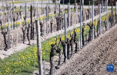 法國干邑:探訪軒尼詩工廠 品葡萄酒之美